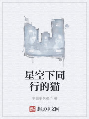 星空下同行的猫